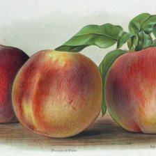 Cross stitch pattern: #466891