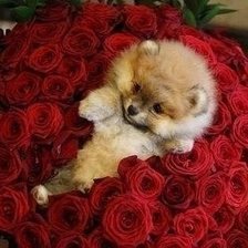 Cross stitch pattern: #467287