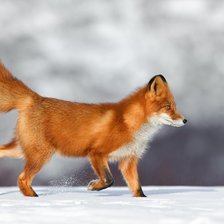 Cross stitch pattern: #467294