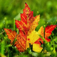 Cross stitch pattern: #467700