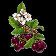 Cross stitch pattern: #468136