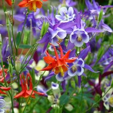 Cross stitch pattern: #469070