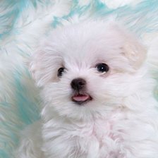 Cross stitch pattern: #470710