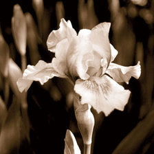 Cross stitch pattern: #471901