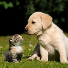 Cross stitch pattern: #475181