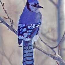 Cross stitch pattern: #480427