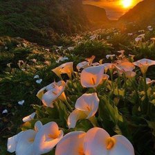 Cross stitch pattern: #480429