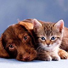 Cross stitch pattern: #481823