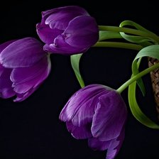 Cross stitch pattern: #484280