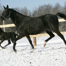 Cross stitch pattern: #485924