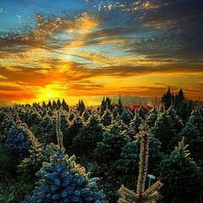 Cross stitch pattern: #486156