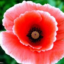 Cross stitch pattern: #487570