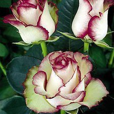 Cross stitch pattern: #487580