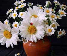 Cross stitch pattern: #488029