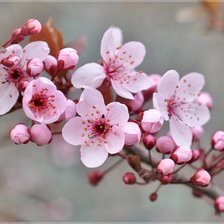 Cross stitch pattern: #488743