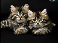 Cross stitch pattern: #488883