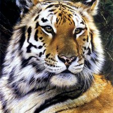 Cross stitch pattern: #488995