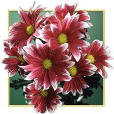 Cross stitch pattern: #489337
