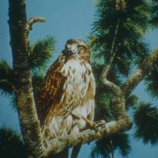 Cross stitch pattern: #489452