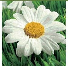 Cross stitch pattern: #491123