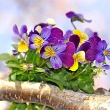 Cross stitch pattern: #492627