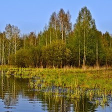 Cross stitch pattern: #495948