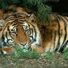 Cross stitch pattern: #498630