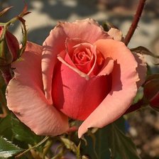 Cross stitch pattern: #498637