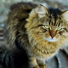 Cross stitch pattern: #499375