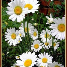 Cross stitch pattern: #503731