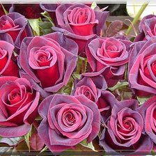 Cross stitch pattern: #503732