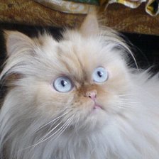 Cross stitch pattern: #503755