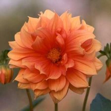 Cross stitch pattern: #503809