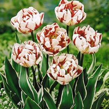 Cross stitch pattern: #503812