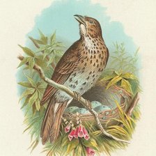 Cross stitch pattern: #504425