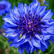 Cross stitch pattern: #505994