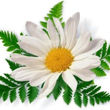 Cross stitch pattern: #506510