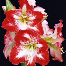 Cross stitch pattern: #506704