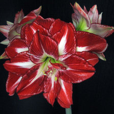 Cross stitch pattern: #506705