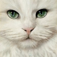 Cross stitch pattern: #511145