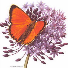 Cross stitch pattern: #511159