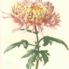 Cross stitch pattern: #511408