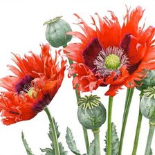 Cross stitch pattern: #511425