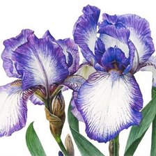 Cross stitch pattern: #511431