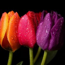 Cross stitch pattern: #513839