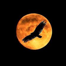 Cross stitch pattern: #513936