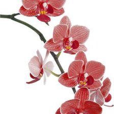 Cross stitch pattern: #514634