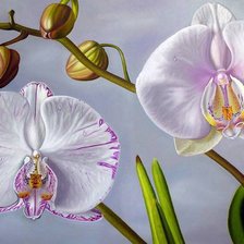 Cross stitch pattern: #514639
