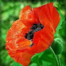 Cross stitch pattern: #518048