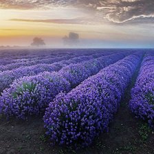 Cross stitch pattern: #519563